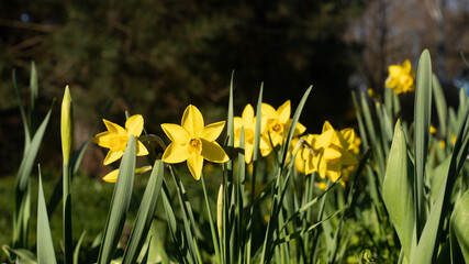 Yellow daffodils in the park at spring