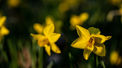 Yellow daffodils in the garden at spring