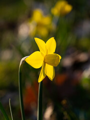 Yellow daffodil in the garden at spring