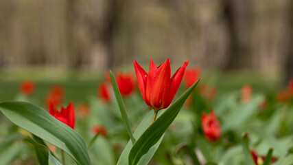 Red tulip in the garden at spring