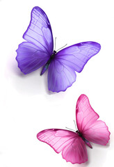 Purple and pink butterfly isolated on white