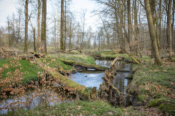 Bach im Wald / Waldbach im Naturschutzgebiet