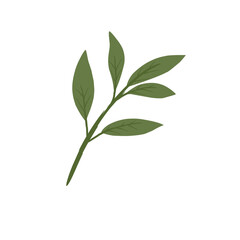 Leaves Illustration 