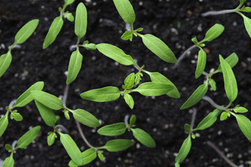 The tomato seedlings against the background of the soil. Selective focus.