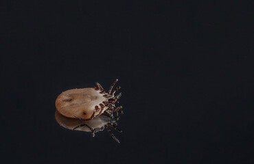 A parasitic tick lies belly up on a dark mirror background. Selective focus.