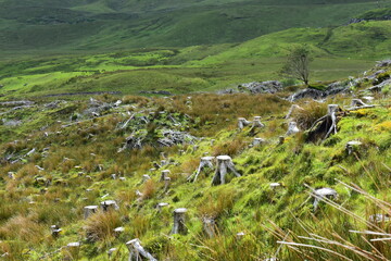 Fototapeta na wymiar trees stump in the mountain,meadow,grasses,green mountain range at skyle island uk