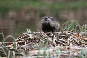 nutria in its natural habitat in a marshland