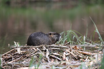 nutria in its natural habitat in a marshland
