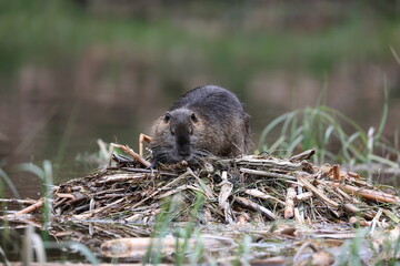 nutria in its natural habitat in a marshland