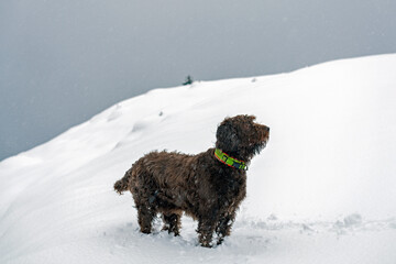 a brown big dog, a pudelpointer, has fun in the fresh powder snow