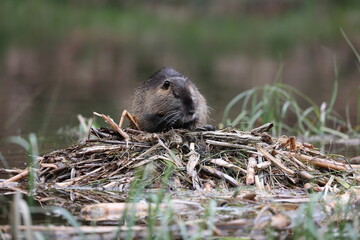 nutria in its natural habitat in a marshland