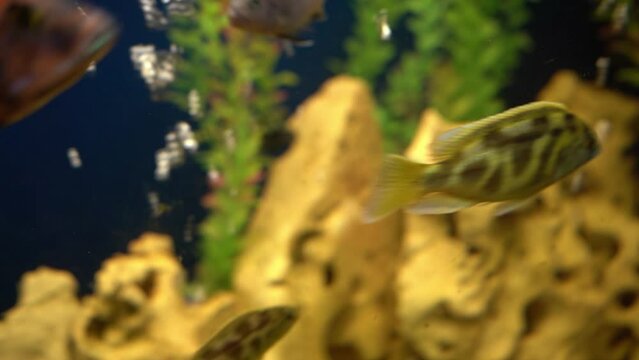 Colourfull fishes in the aquarium. Domestic fish swims. A pet. Underwater world at home.