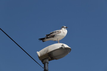 seagull on a post