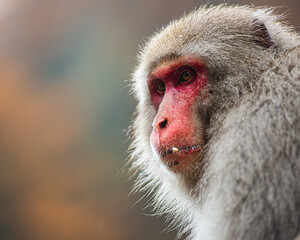 Japanese macaque monkey face profile close up blurred background