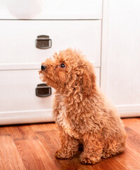A brown poodle sits on the floor against the background of a blurred dresser and room. He is four months old. The dog looks up. The photo is blurred