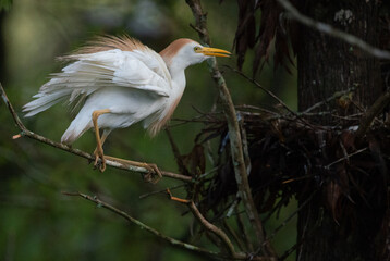 Townhouse: A Cattle Egret returns to its nest in a Florida rookery after hunting for breakfast nearby.