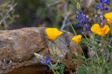 Arizona lupine, Lupinus arizonicus, and California poppies, Eschscholzia californica ssp mexicana, in the Sonoran Desert with a rock. Super bloom of March 2023. Pima County, Tucson, Arizona, USA.