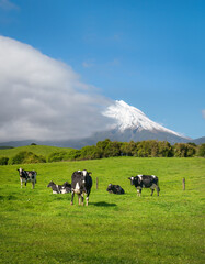 Cows grazing on the green meadow with Mt Taranaki in the background, New Plymouth. Vertical format.