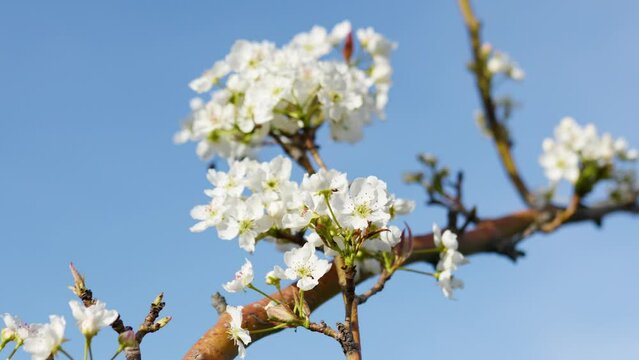 white flowers on the blue sky background