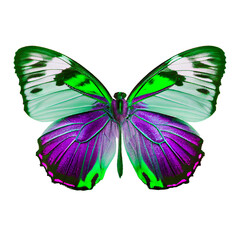 Butterfly Purple Green Icon