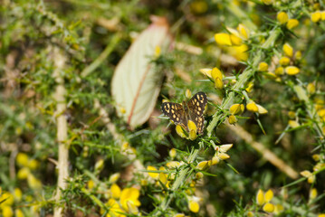 Speckled Wood Butterfly (Pararge aegeria) perched on a yellow plant in Zurich, Switzerland