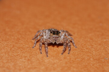 clear-eyed spider