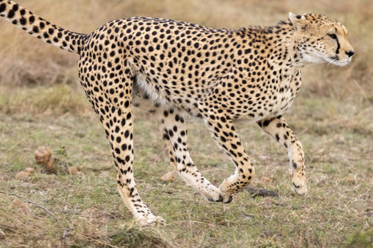Ein in der Masai Mara jagender Gepard in der Seitenansicht