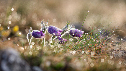 Pasqueflower with early morning dew