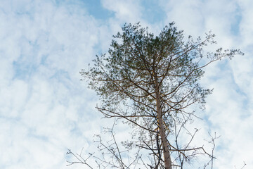 Treetops in the forest against the blue sky on a summer day. Cutting down trees and shrubs. Deforestation in Siberia. Standing alone trees in a clearing after cutting down.