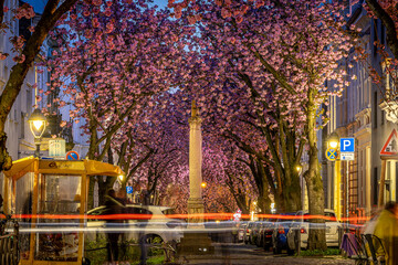 Kirschblüte Bonn Heerstraße