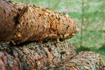 Freshly cut tree logs are stacked in the forest during sunset. Pine logs before loading and transportation. Illegal logging damages the environment. Wood harvesting woodworking industry. Felled trees