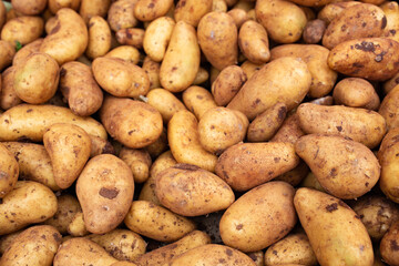 Freshly harvested potatoes on weekly market. Gastronomy background with short depth of field. 