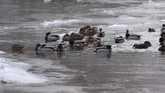 canard colvert sur un lac en hiver