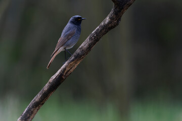 Black Redstart bird (Phoenicurus ochruros)