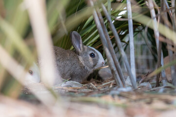 Bunnies in the field 67