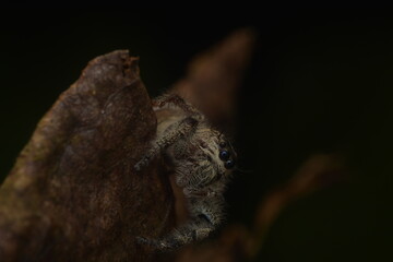 jumping spiders (Salticidae) crawling on dry leaves with fine hairs all over their bodies