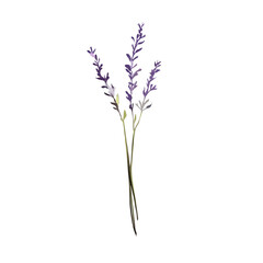 illustration of a lavender