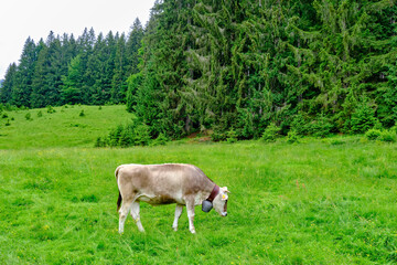 Naklejka premium Grazing brown cattle in the Allgaeu Alps near Oberstdorf in Bavaria, Germany, Europe.