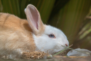 Obraz premium Bunnies in the field 72