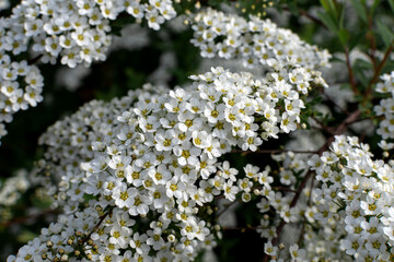 flowering plant white Spiraea arguta. flowering bush