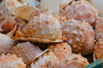 beautiful sea shells pink color