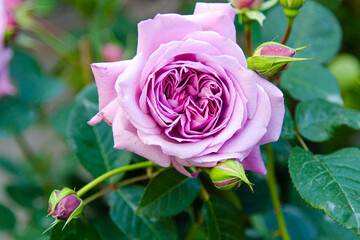 a beautiful pink rose in the middle of the greenery