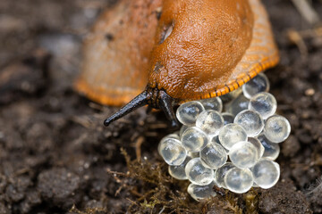 the invasive destructive snail lays eggs, Slug A parasite that destroys crops