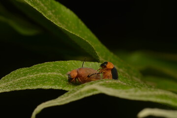 brown beetle mating on forest fern leaves