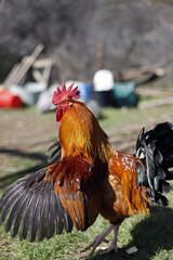 gallo típico español revoloteando con las plumas