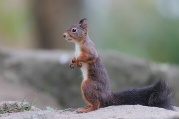 Closeup shot of the brown squirrel sitting on the stone and eating nuts