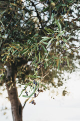 Olive trees with fruits glow beautifully at sunset. Garden with olive trees, Mediterranean landscape. Ready-made trees for harvesting.
