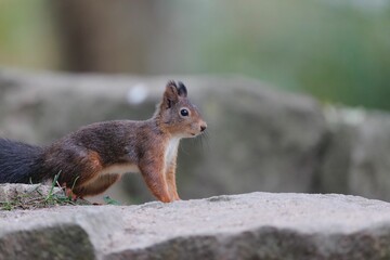 Closeup shot of the brown squirrel sitting on the stone and eating nuts