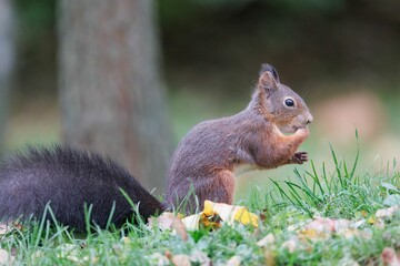 Closeup shot of the brown squirrel sitting on green grass and eating nuts