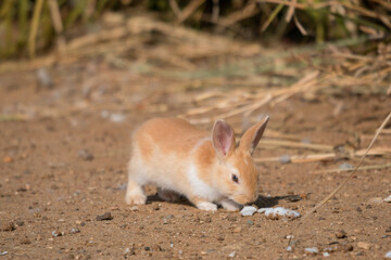 Bunnies in the field 79